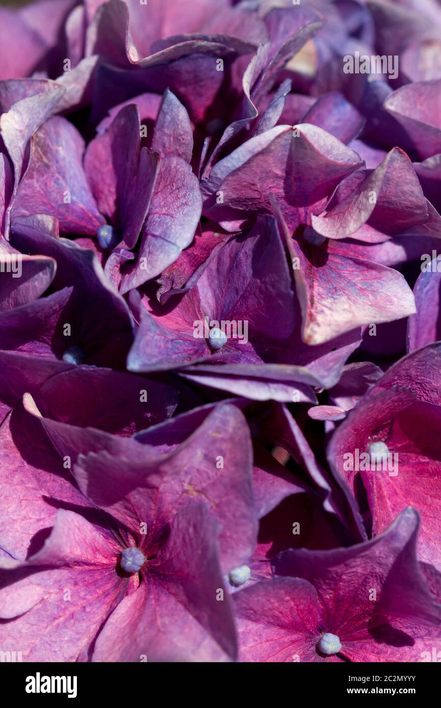 Hortensien 003 Stockfoto