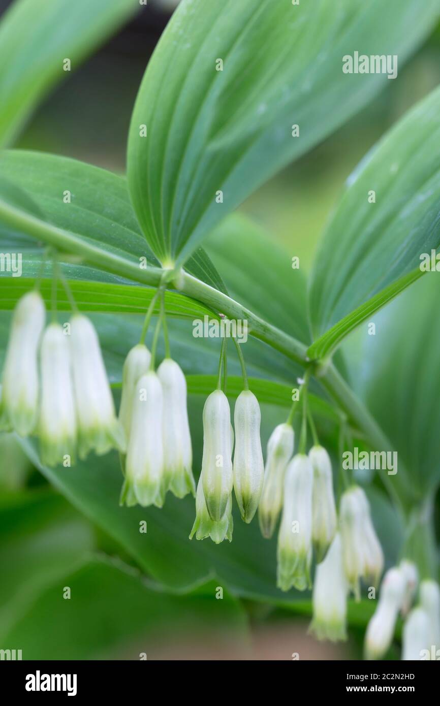 Blühende Robbe Salomons (Polygonatum odoratum) im Garten Stockfoto