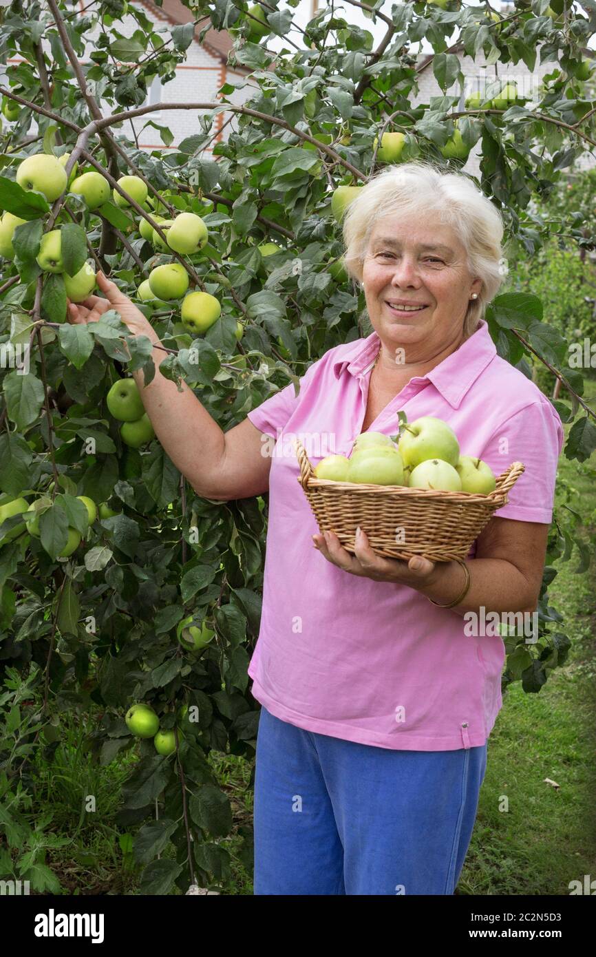 Fröhliche ältere Frau, die im Garten Äpfel sammelt Stockfoto