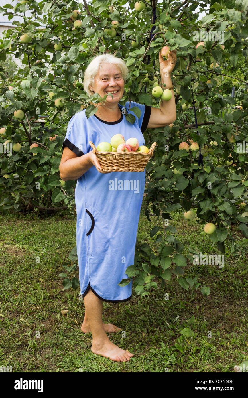 Reifer Sommer Resident im Garten mit Äpfeln Stockfoto