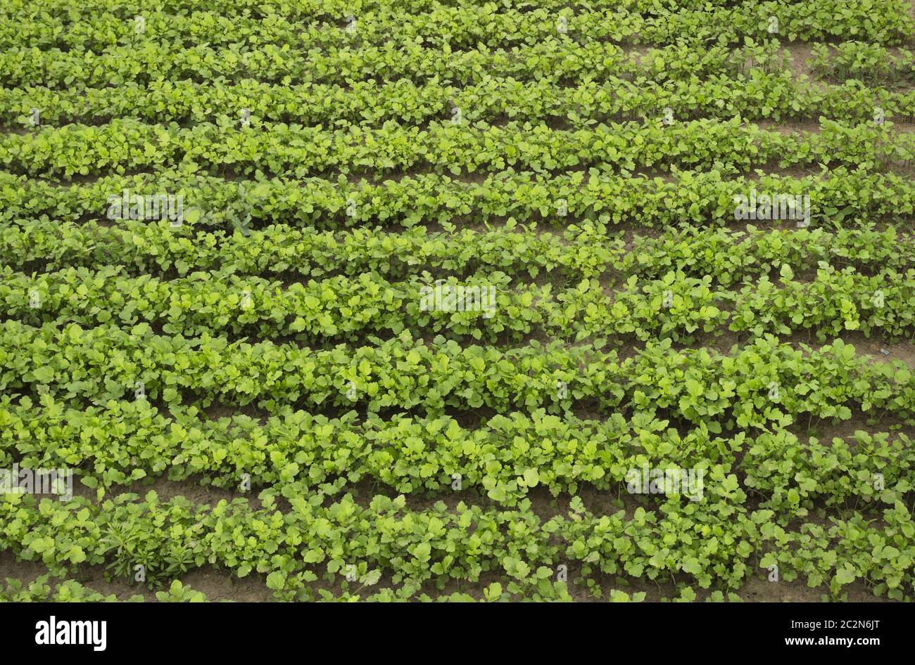 Die Ernte des Senfs als grüne Mist ein Feld Stockfoto