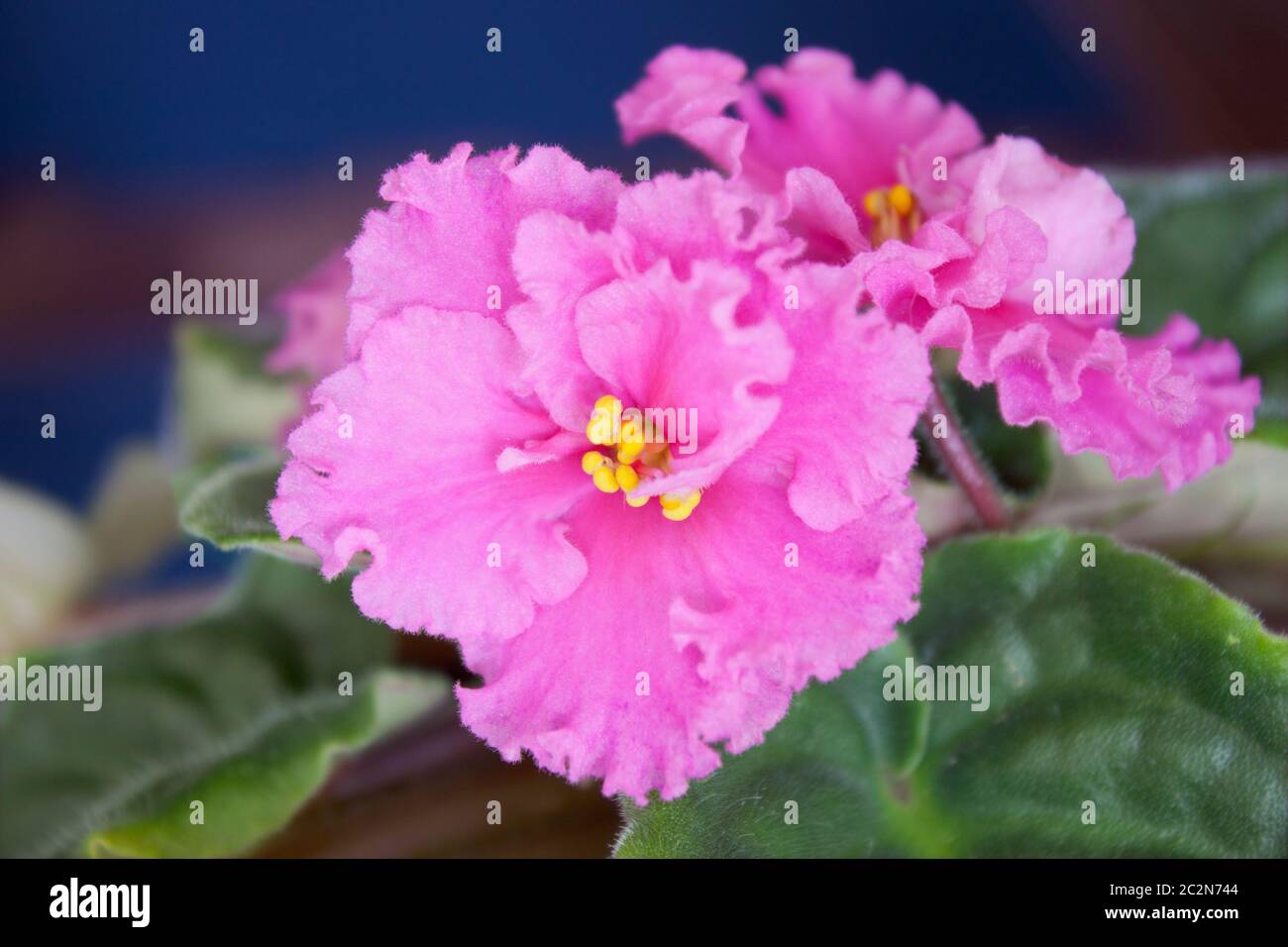 Zimmerblume (Saintpaulia ionantha) Stockfoto