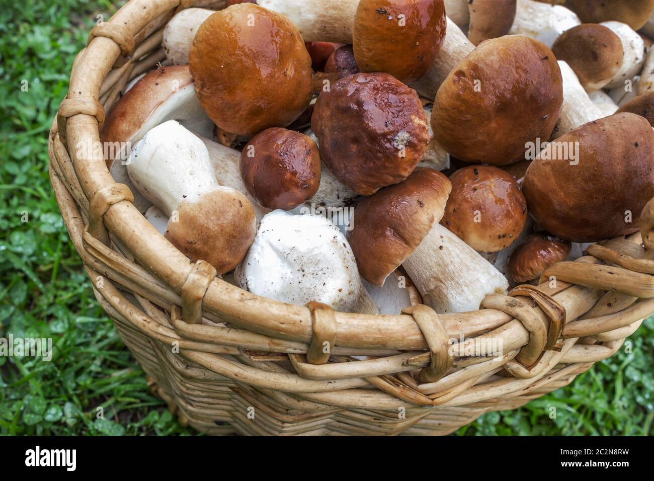 Viele Steinpilze im Korb Stockfoto