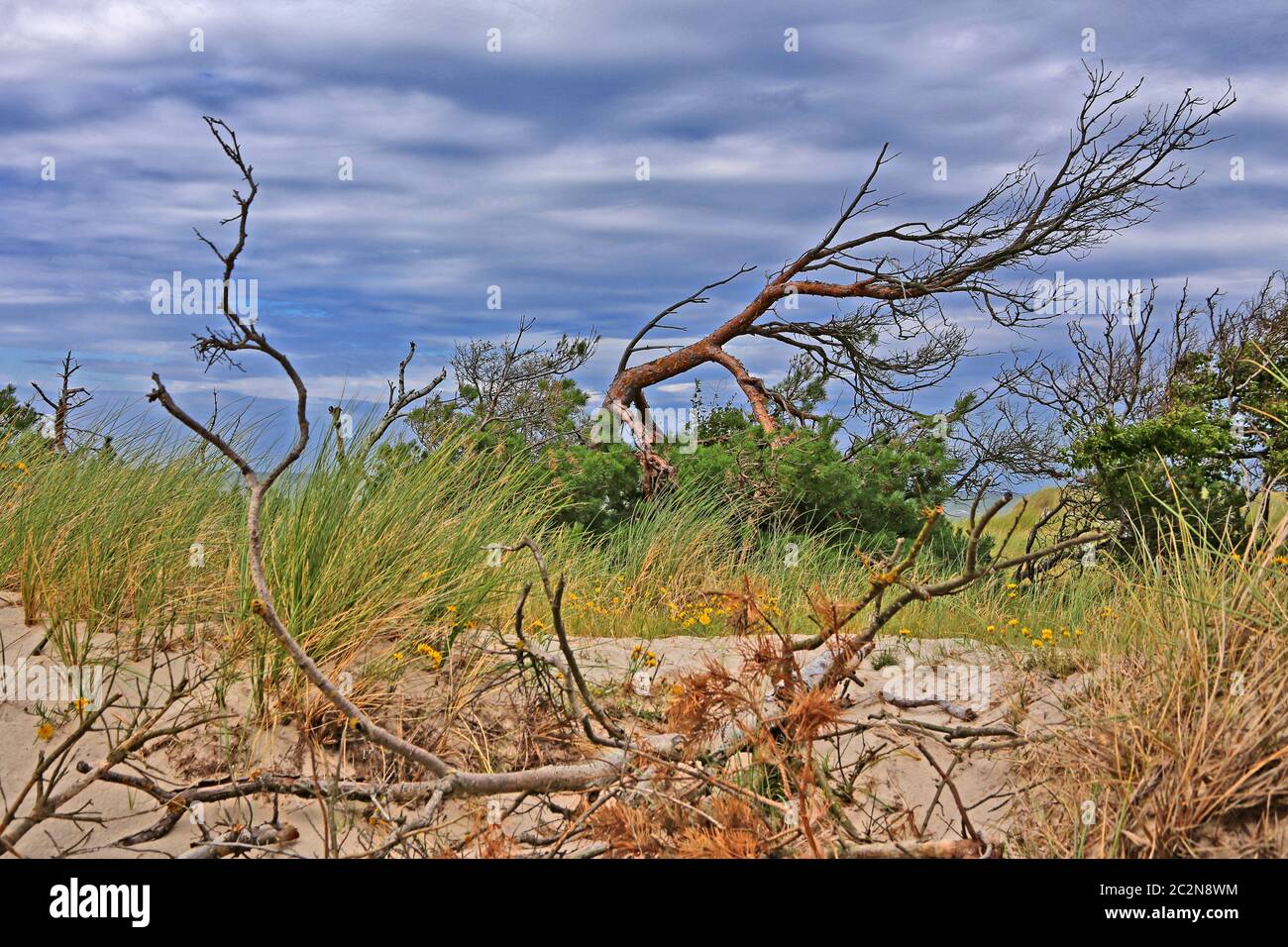 Baumleiche in den Dünen am Ostseestrand bei Prerow (Version 2) Stockfoto