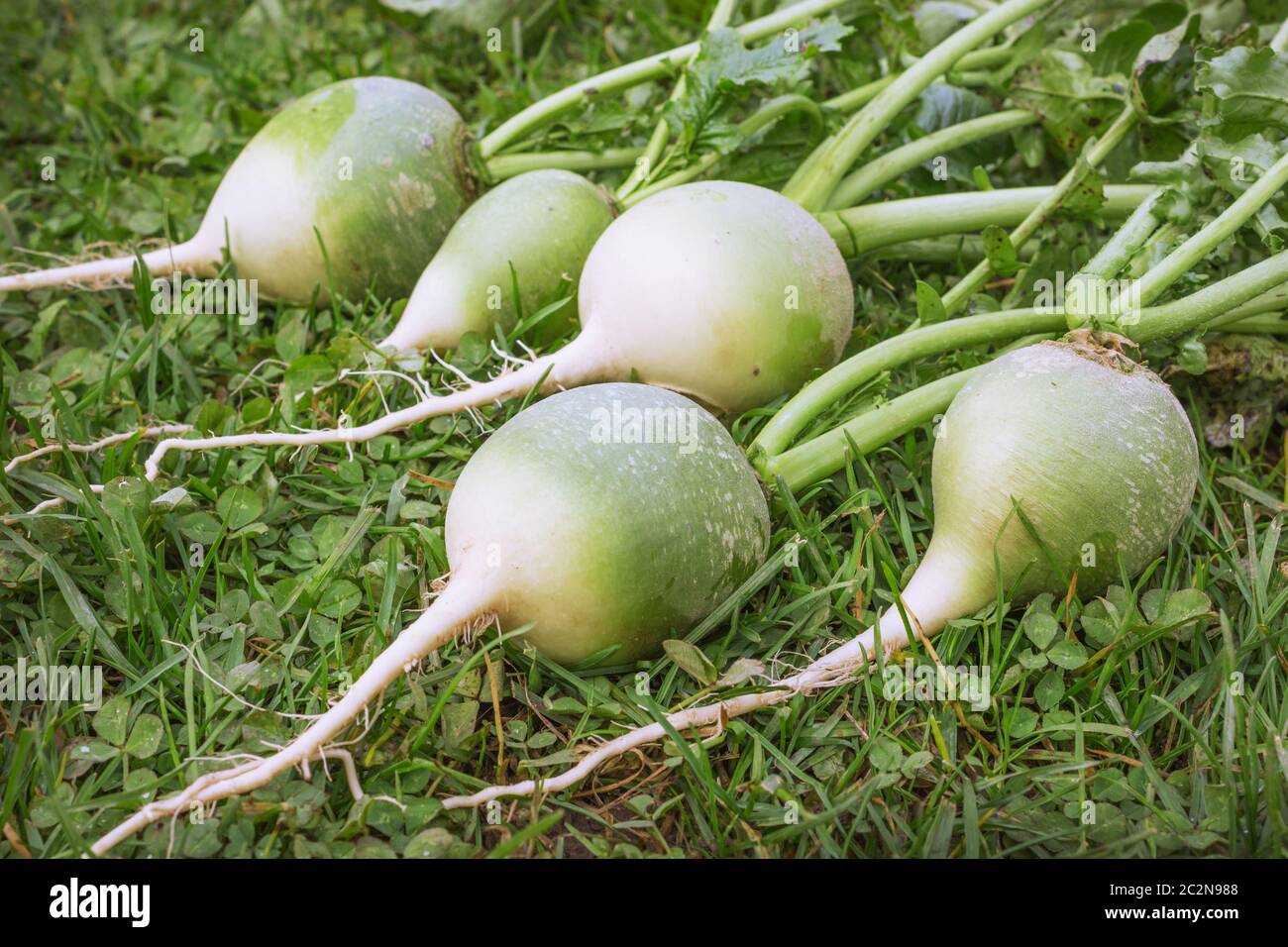 Chinesische oder grüne Rettich Stockfoto