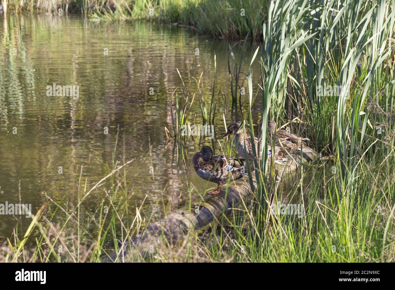 Rei Wildenten sitzen auf dem See im Schilf Stockfoto