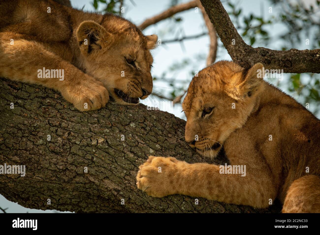 In der Nähe von zwei Löwinnen im Baum Stockfoto