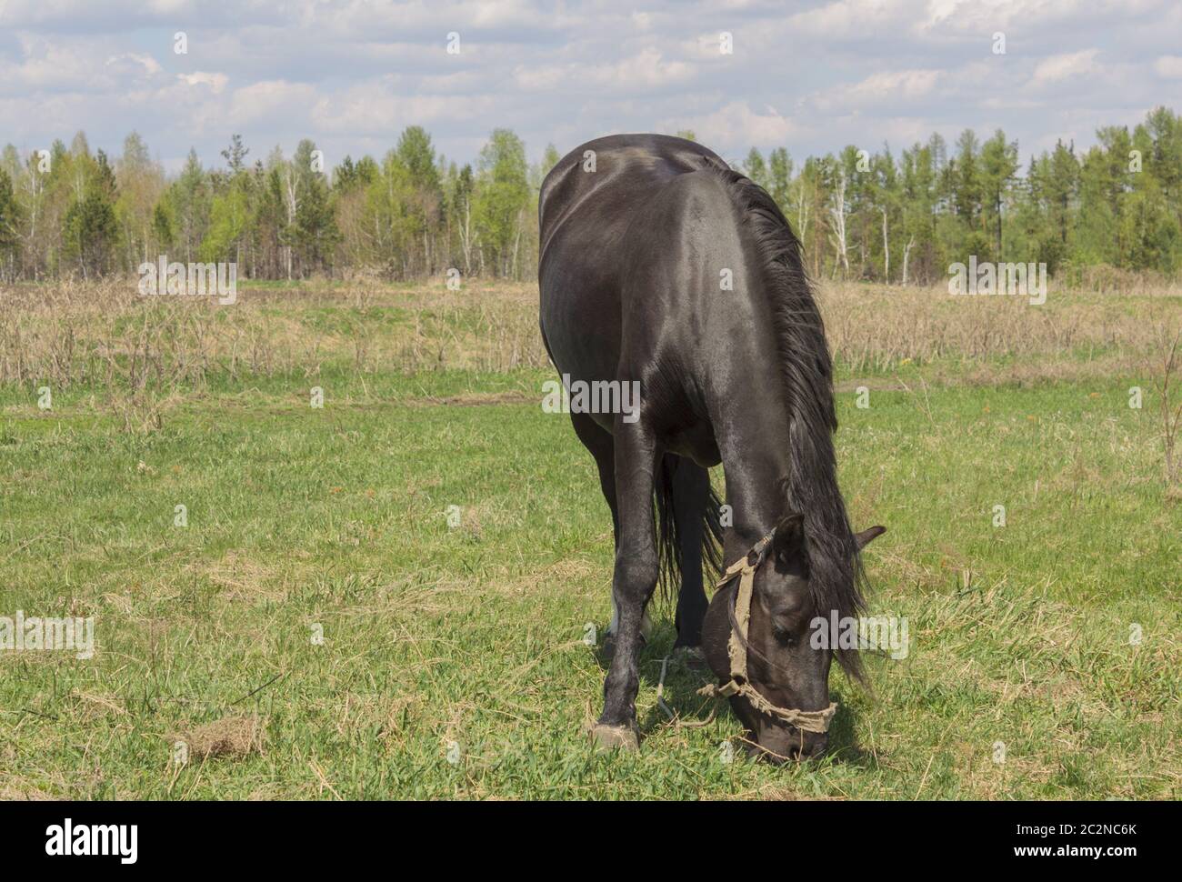 Porträt von einem schwarzen Pferd auf dem Hintergrund des grünen Grases Stockfoto