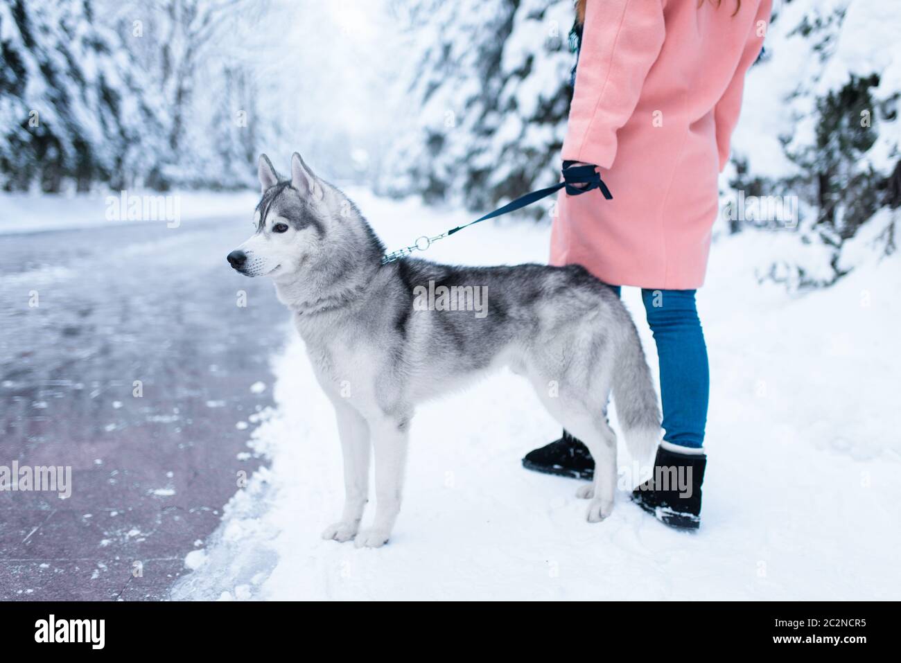 Weibliche Person geht in den Park mit Siberian Husky, verschneiten Wald im Hintergrund. Mädchen mit bezaubernden Hund. Frau liebt ihre Haustiere Stockfoto