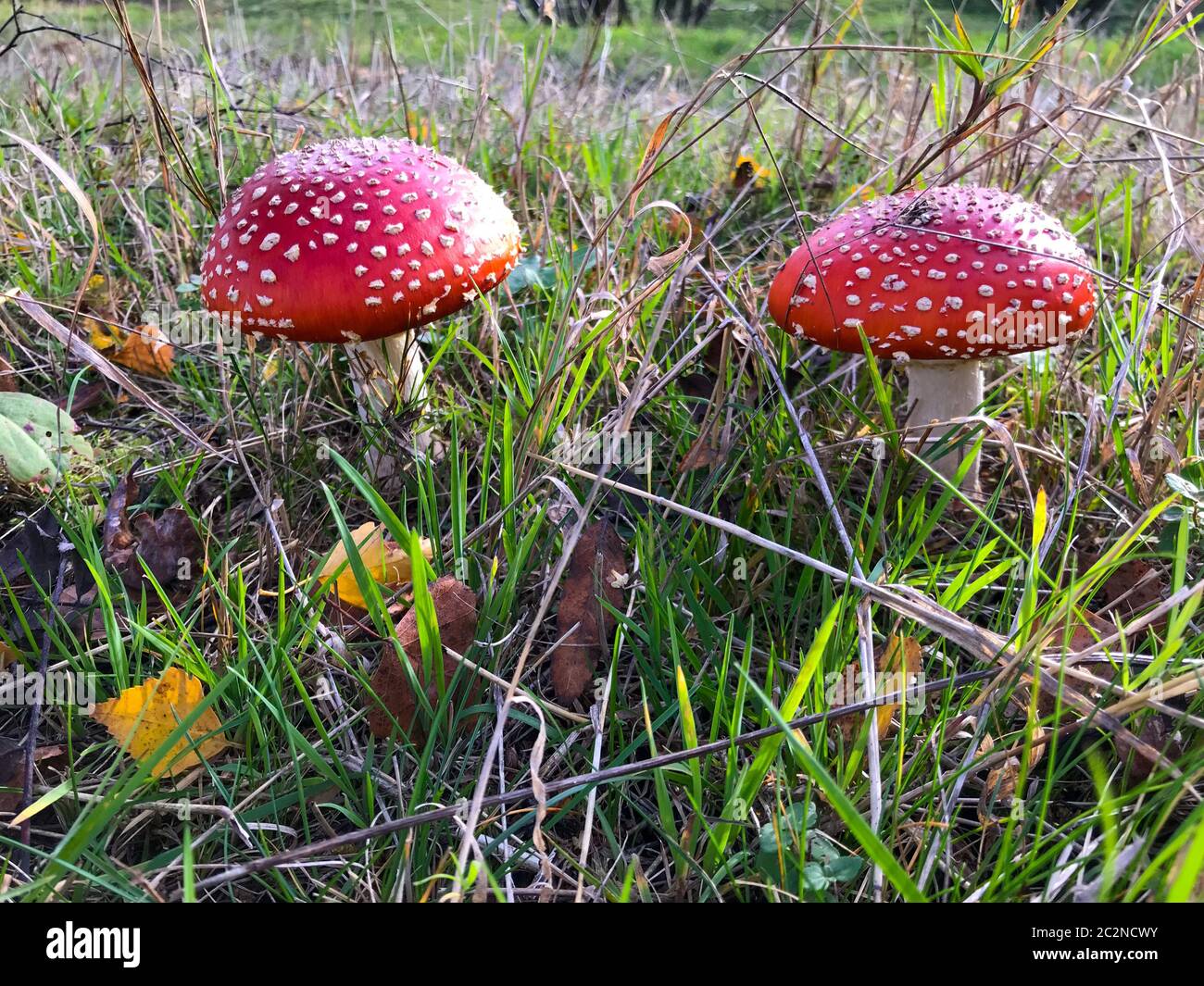 Wunderbare Fliegenagarics im Wald Stockfoto