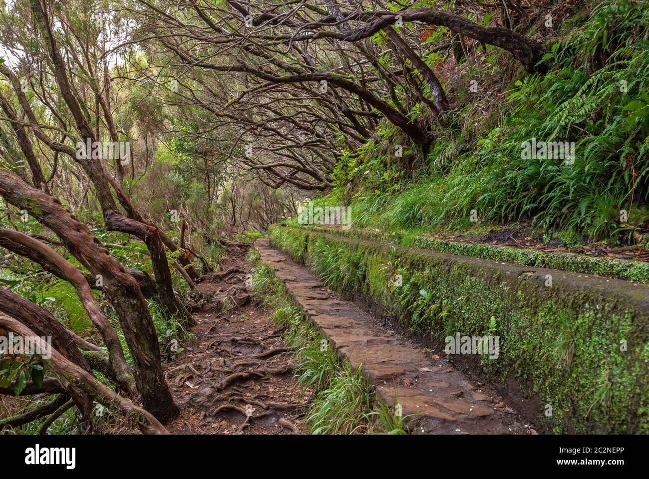 Wanderweg nach 25 Quellen, 25 Fontes, Rabacal, Madeira, Stockfoto