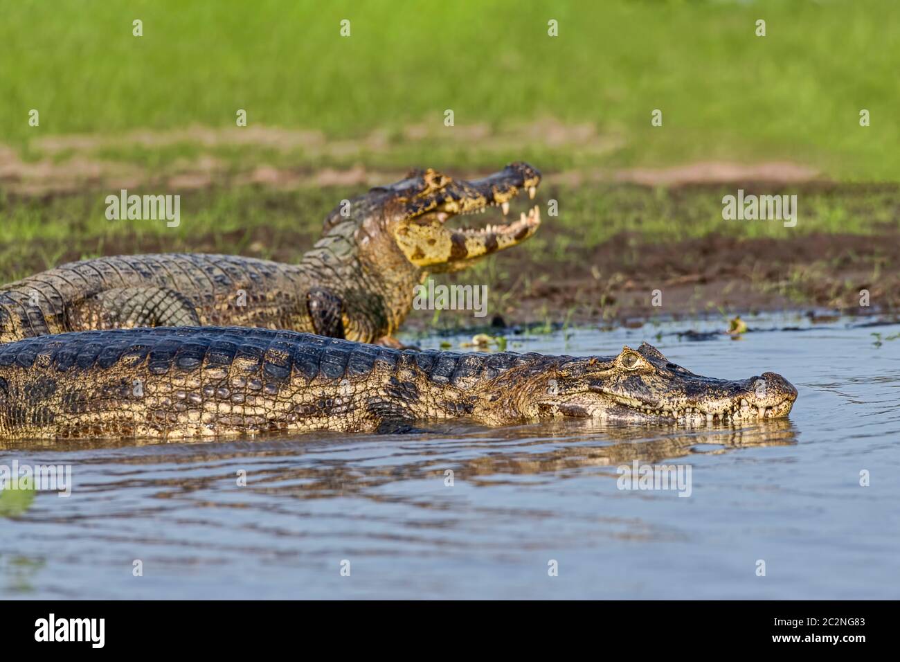Brillenkaiman (Caiman crocodilus yacare), Pantanal, Mato Grosso, Brasilien Stockfoto