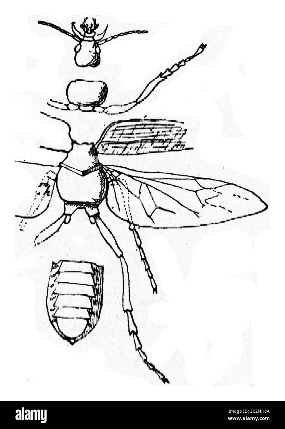 Bestandteile des Körpers eines Insekts, Vintage gravierte Illustration. Stockfoto