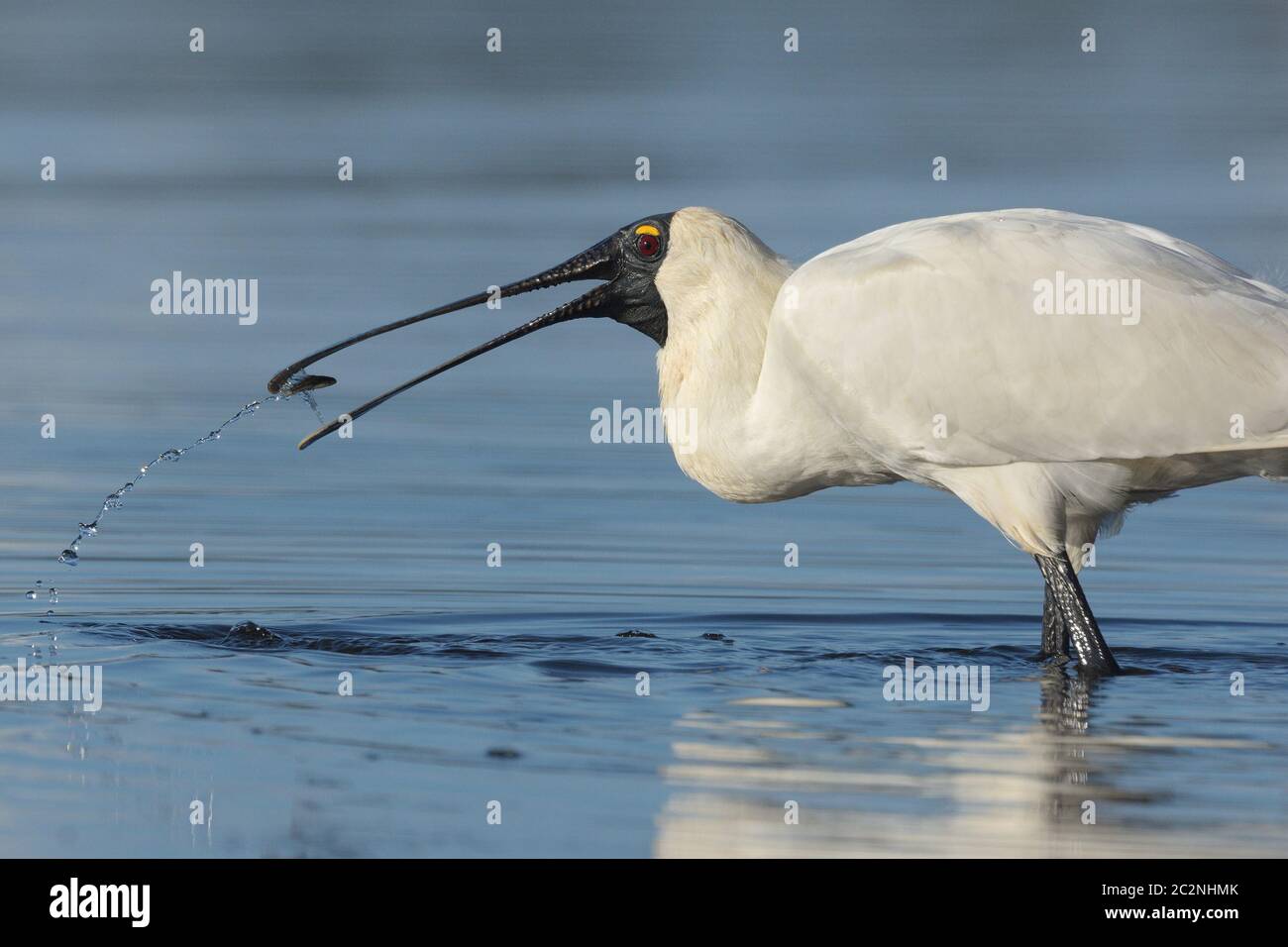 Ein Royal Spoonbill, ein großer australischer Wasservogel, hat einen Fisch in einem See in New South Wales, Australien, gefangen Stockfoto