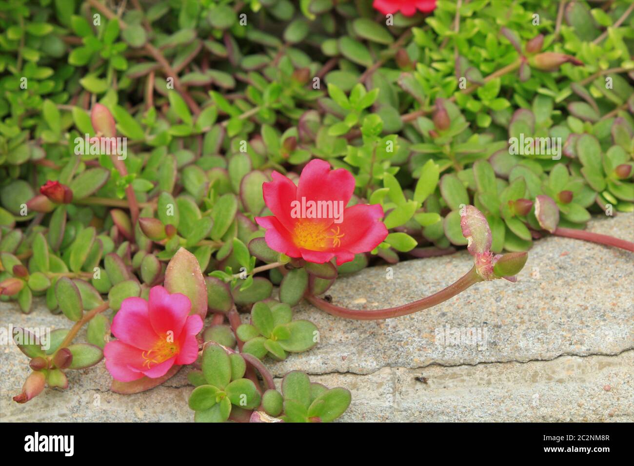 Bunte rosa Weinblüte mit grünen Blättern durch Zement Nahaufnahme. Stockfoto