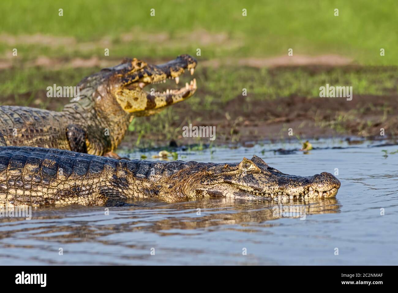 Brillenkaiman (Caiman crocodilus yacare), Pantanal, Mato Grosso, Brasilien Stockfoto