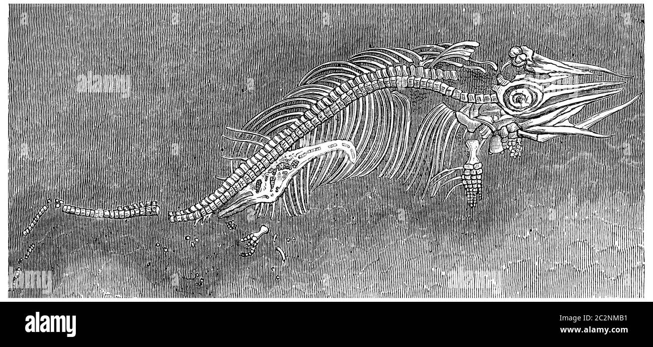 Kleines Fossil Ichthyosaur im Mutterleib erhalten, Vintage graviert Illustration. Erde vor dem Menschen – 1886. Stockfoto