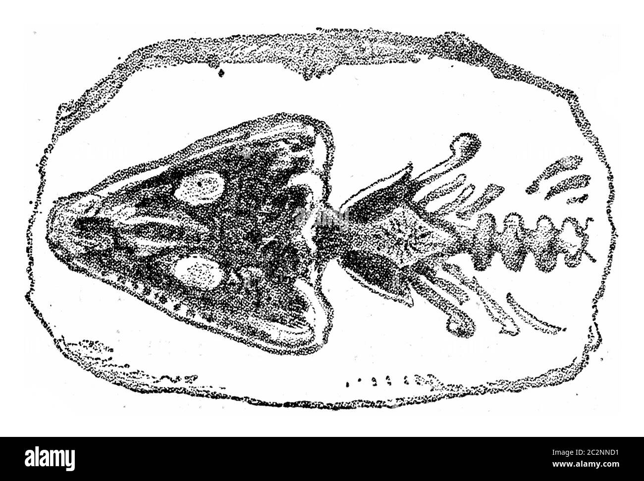 Kopf und Hals des Archegosaurus, Vintage gravierte Illustration. Von der natürlichen Schöpfung und Lebewesen. Stockfoto