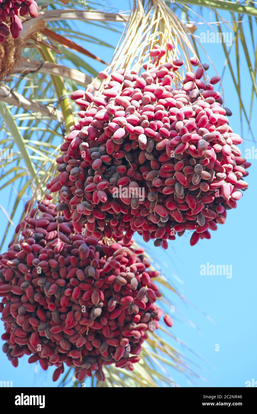 Reife Früchte des Datterbaums hängen am Baum. Cluster von Daten hängen am Baum. Tropische Früchte. Stockfoto