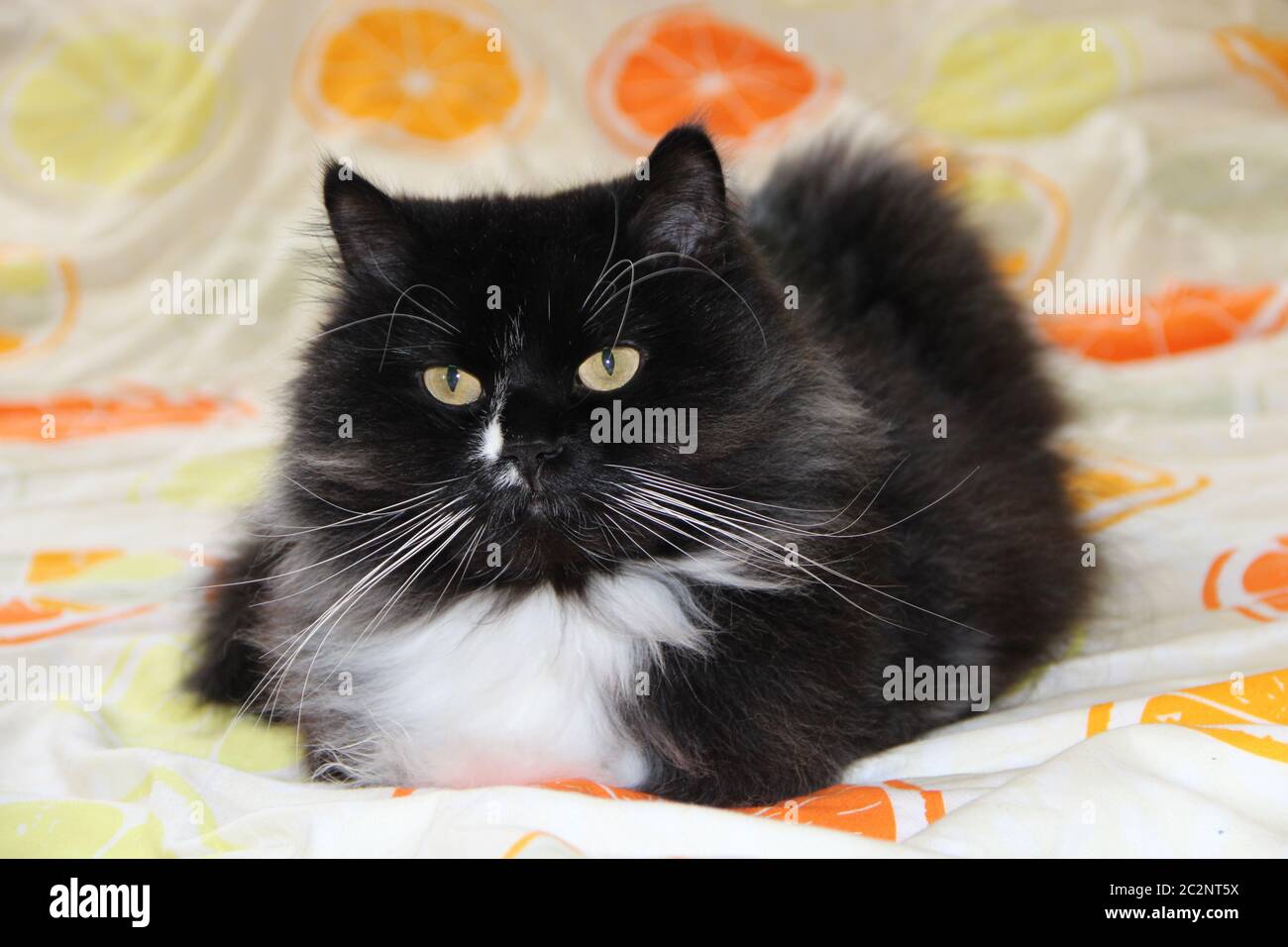 Katze liegt auf farbige Decke mit Zitrusbild. Das domektische Tier hat eine Ruhe. Schwarz-weiße Katze Stockfoto