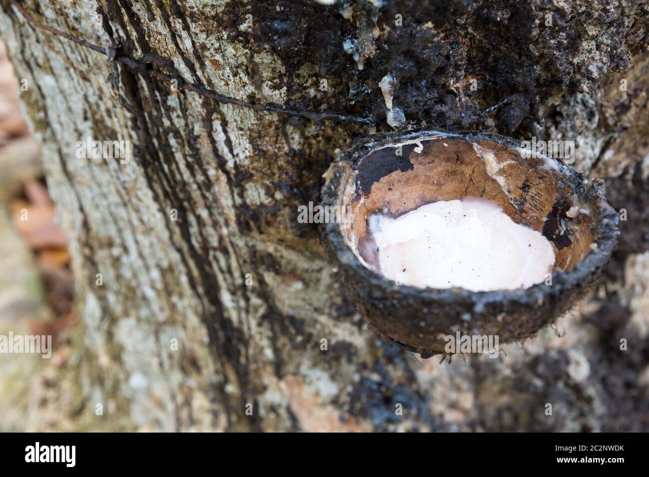 Gummibaum mit Droping Milch in einem Topf-Detailansicht. Ceylon Tropenwald Stockfoto