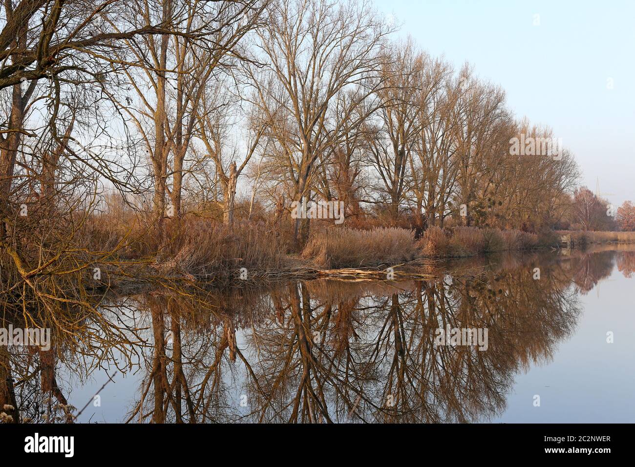 Ein milder Januar im Naturschutzgebiet WagbachNiederung Stockfoto