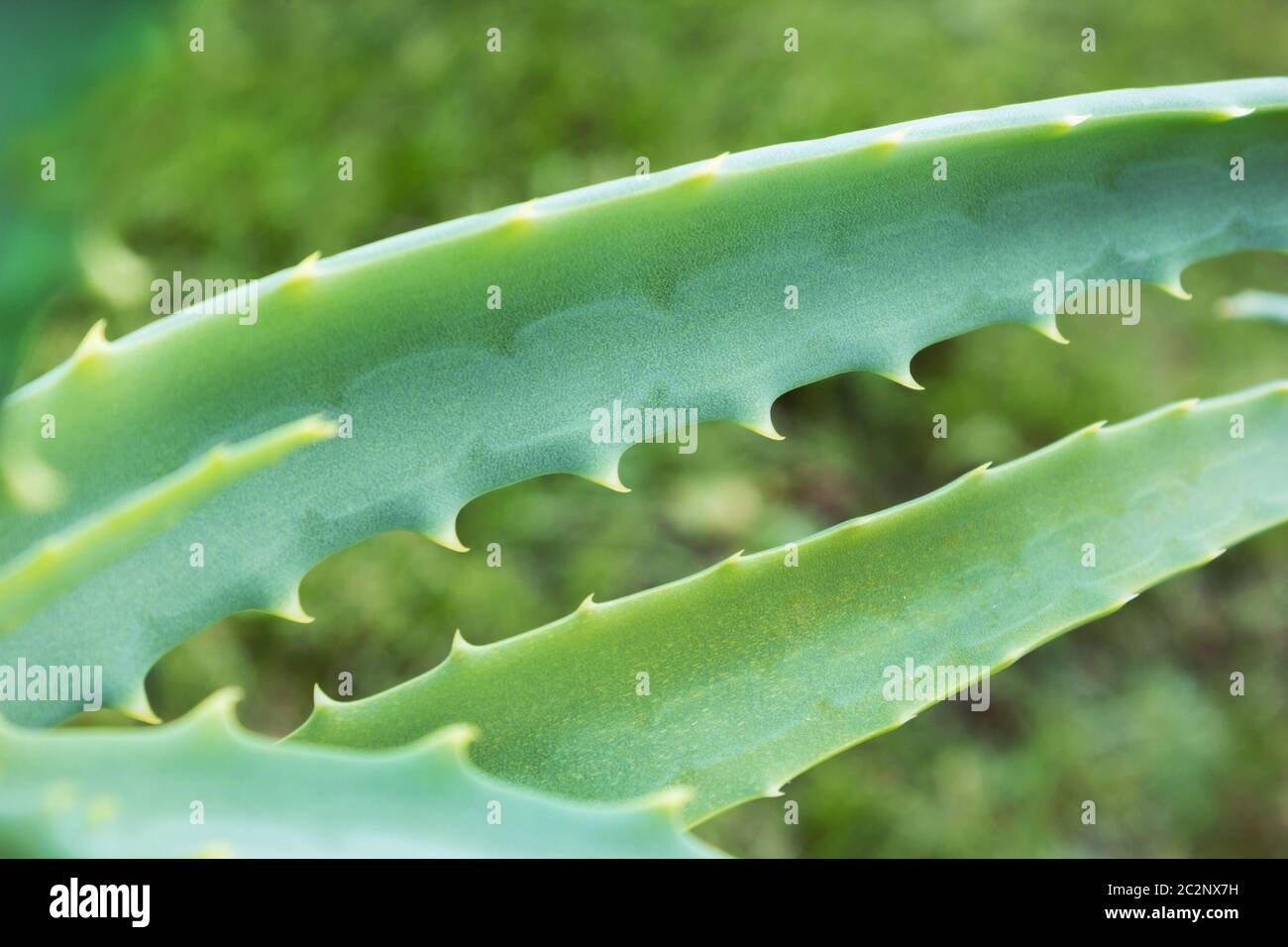 Aloe-Blatt Nahaufnahme Stockfoto