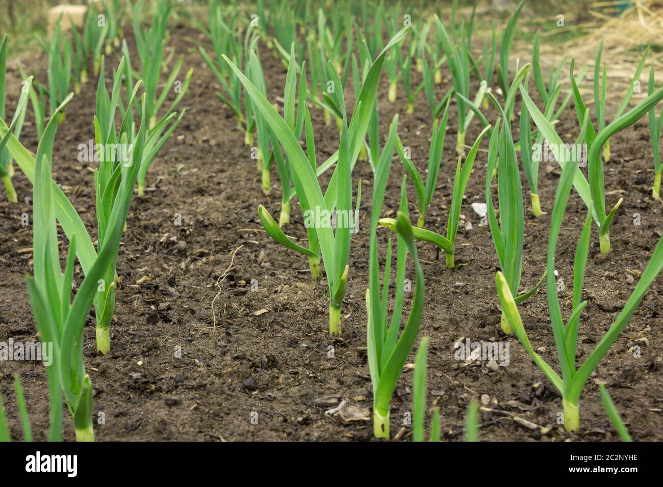 Junger grüner Knoblauch wächst aus dem Boden im Frühjahr Nahaufnahme Stockfoto