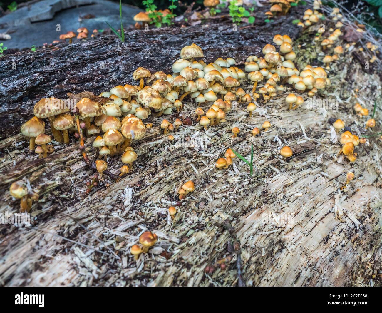 Große Gruppe von gelben und weißen Pilzen auf alten Baum liegend horizontal, August in England. Stockfoto