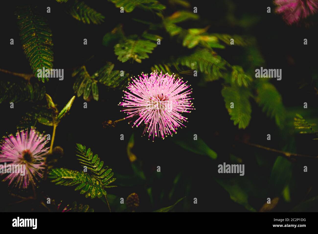 Mimosa pudica oder Schamane Blume in wenig Licht zu zeigen Konzept der launischen Blumen Frühling Thema Stockfoto