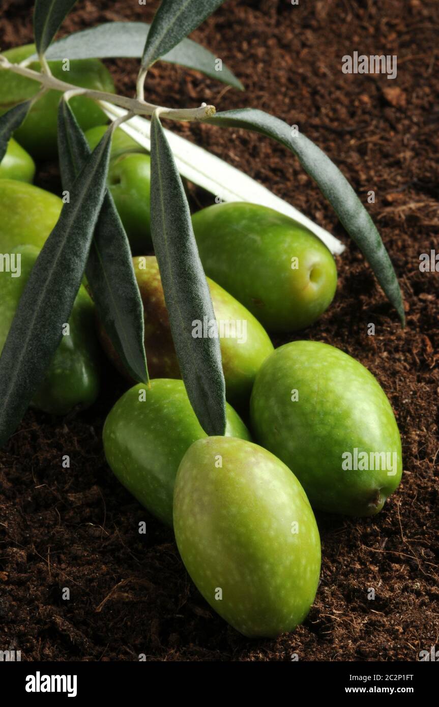Frische grüne Oliven mit Olivenzweig auf dem Boden Stockfoto