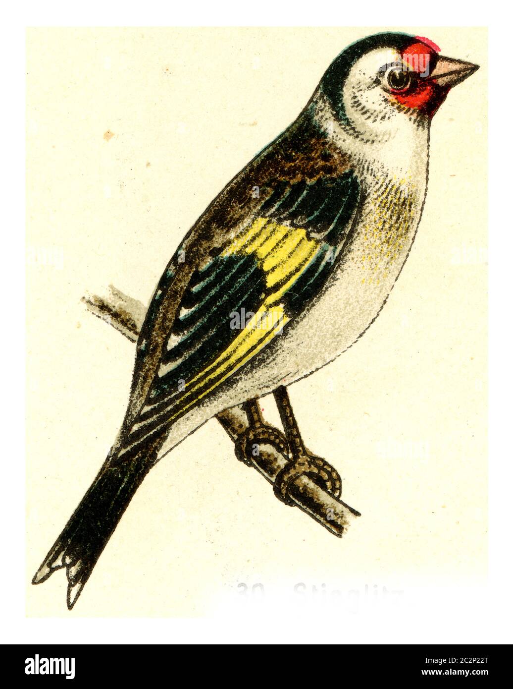 Goldfink, Vintage gravierte Illustration. Aus Deutch Birds of Europe Atlas. Stockfoto