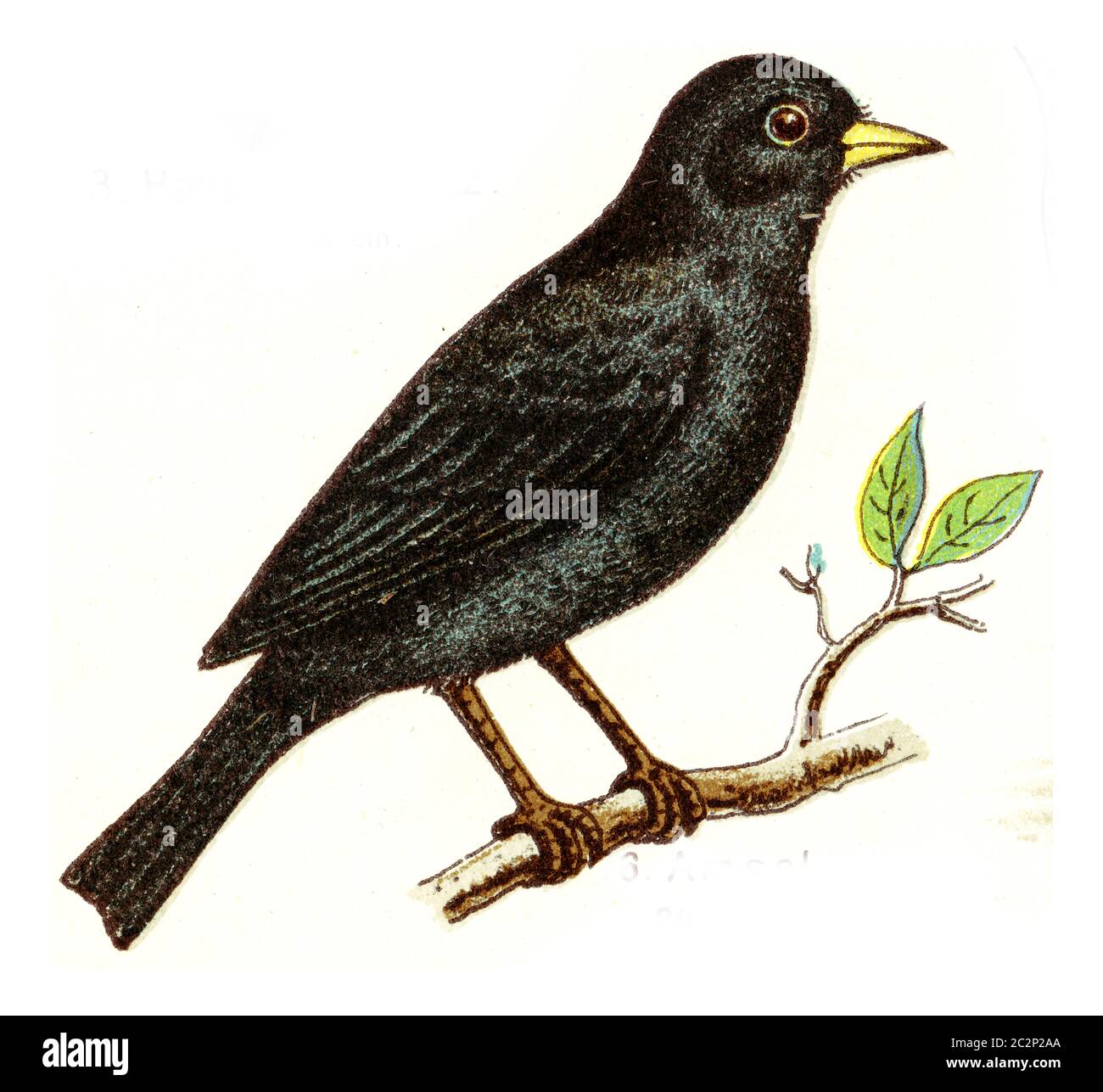 Blackbird, Vintage gravierte Illustration. Aus Deutch Birds of Europe Atlas. Stockfoto