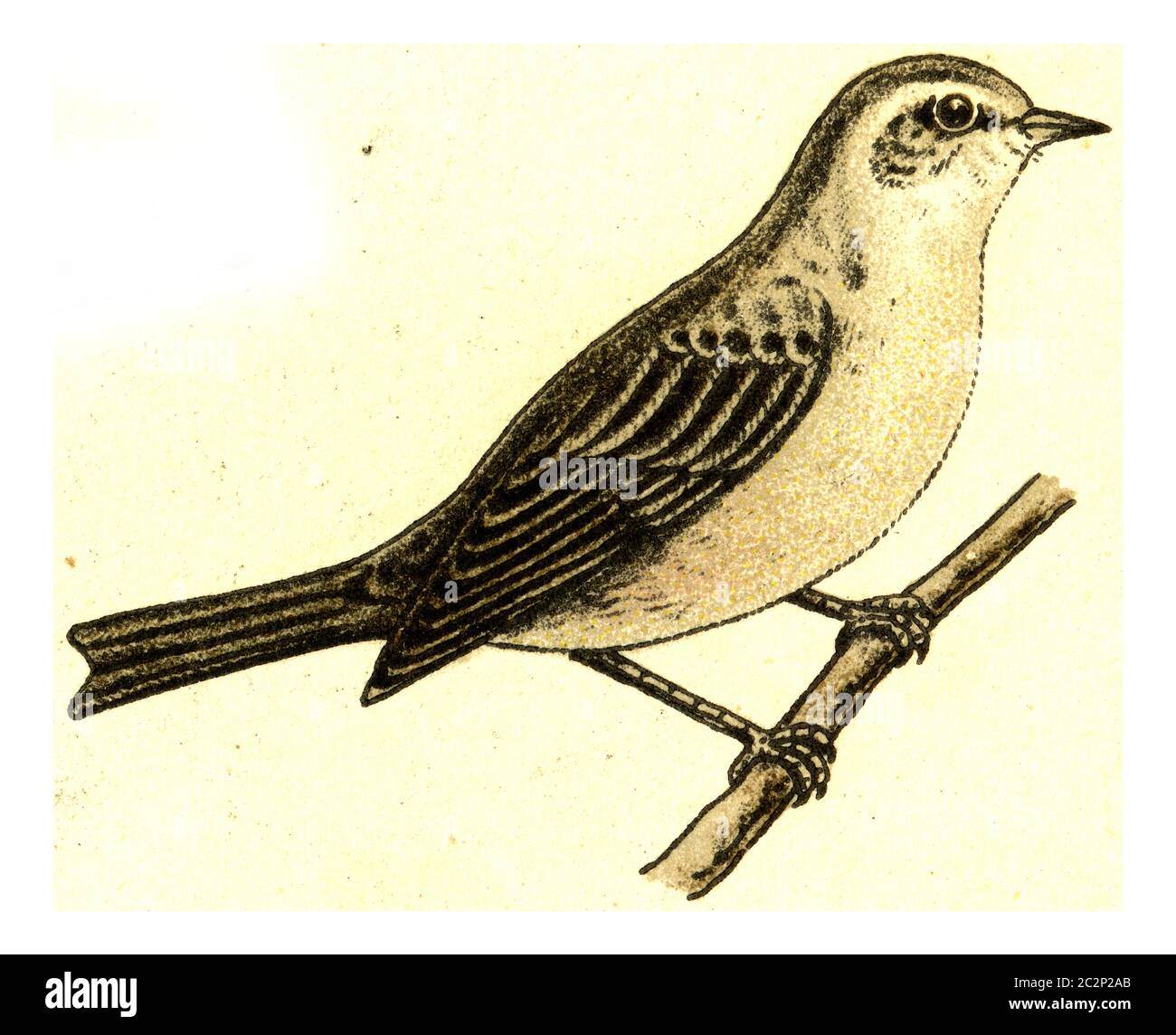 Gartenlaubsänger, Vintage gravierte Illustration. Aus Deutch Birds of Europe Atlas. Stockfoto