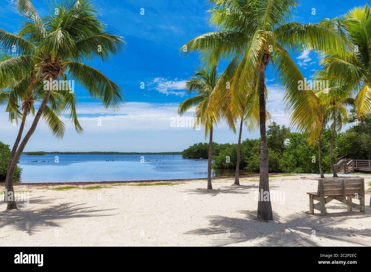 Palmen an einem tropischen Strand in Florida Keys. Stockfoto