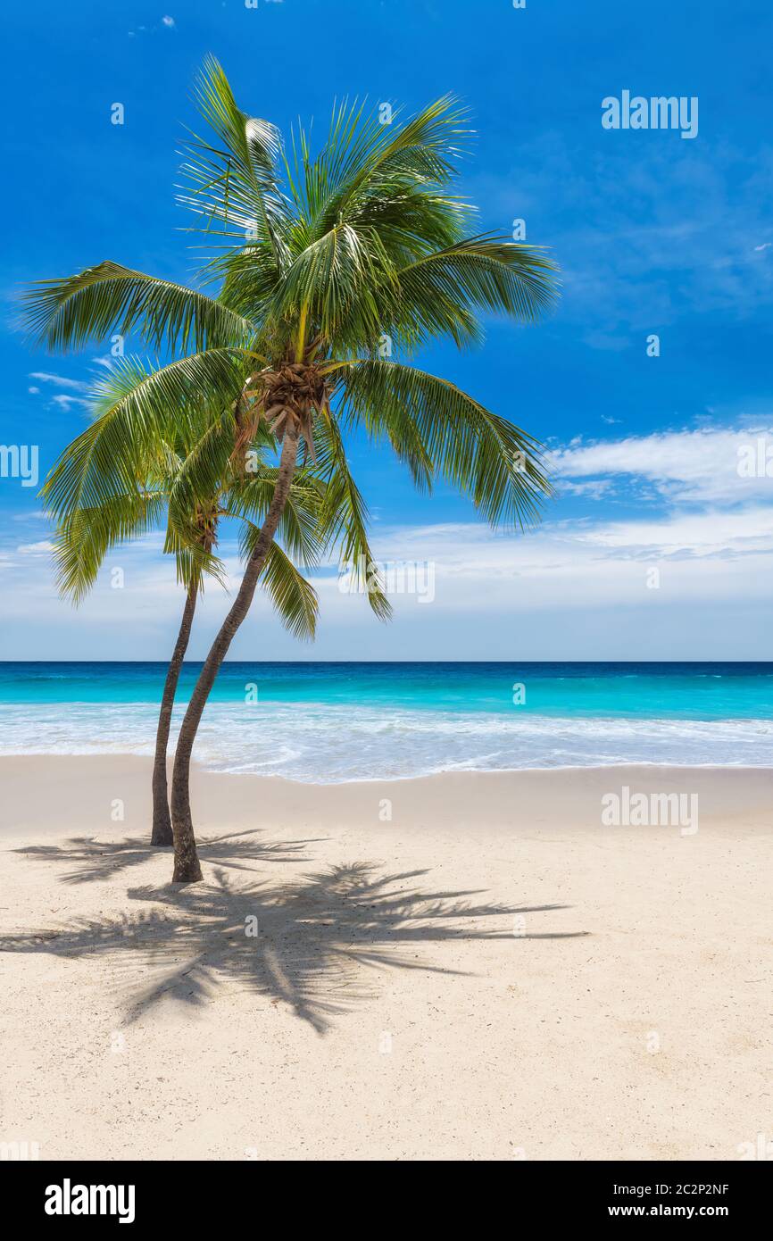 Palmen am sonnigen Strand und türkisfarbenem Meer auf der Karibikinsel. Stockfoto