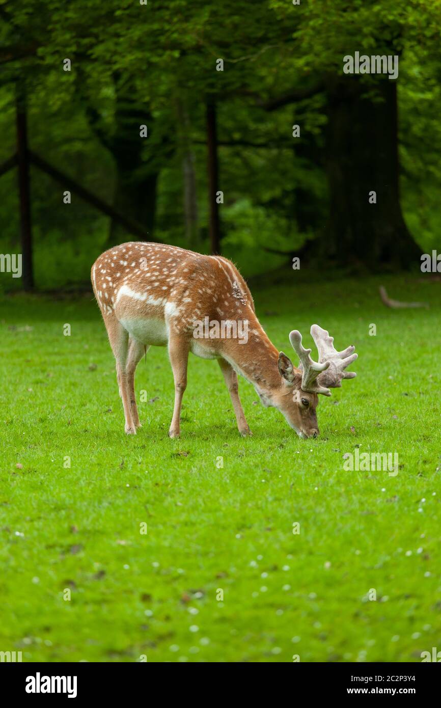 Junge Weißschwanz-Hirsche grasen auf mit einem Park Stockfoto