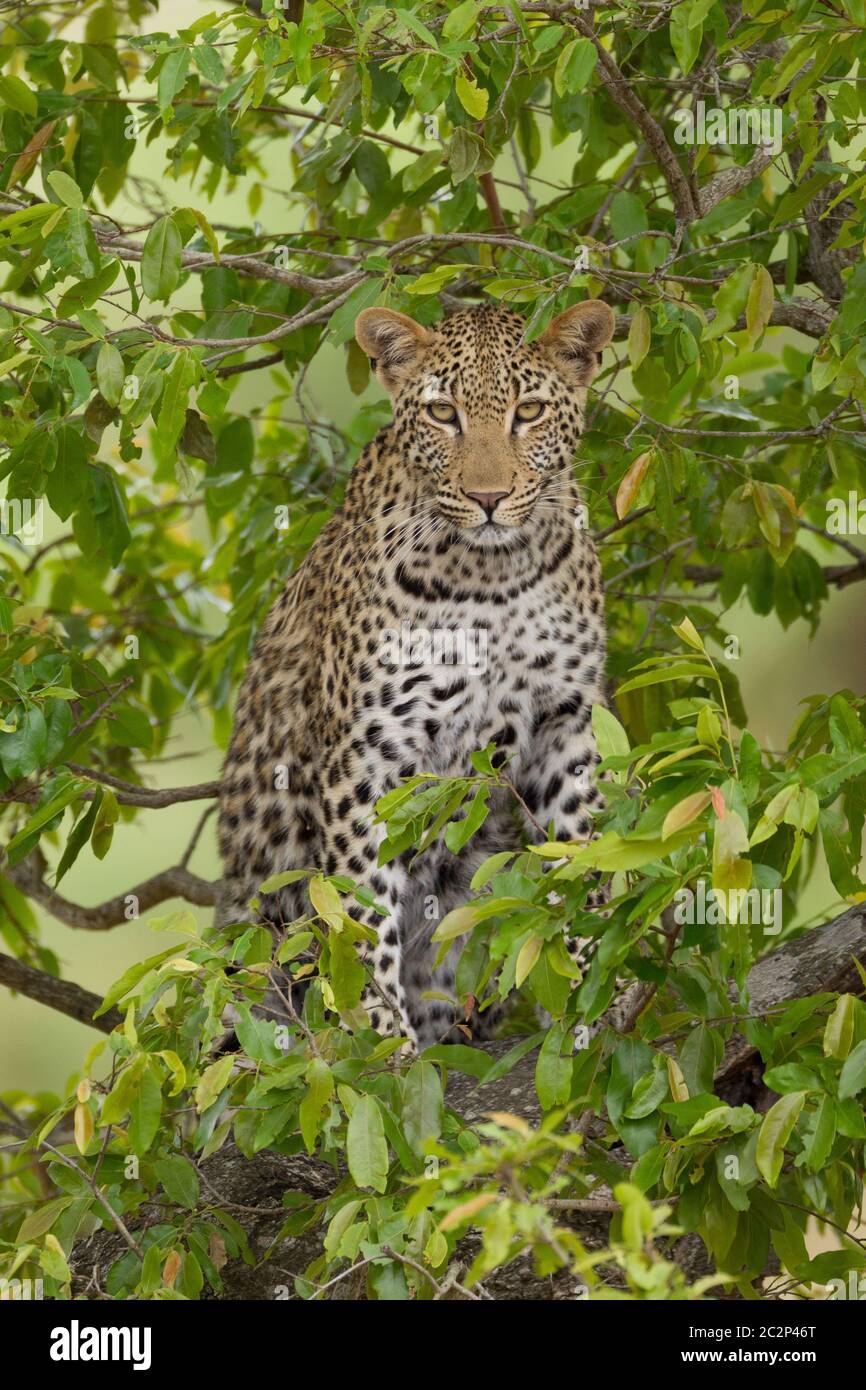 Löwin sitzt aufrecht in einem Baum und schaut auf die Kamera umgeben von grünen und üppigen Blättern im Kruger Park Südafrika Stockfoto