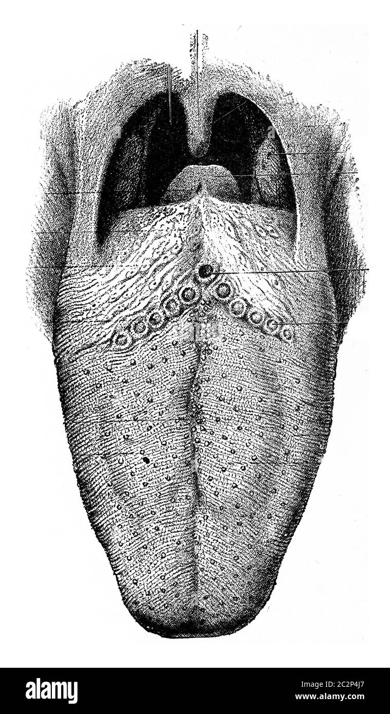 Die Zunge zeigt Papille, graviert Vintage Illustration. Stockfoto