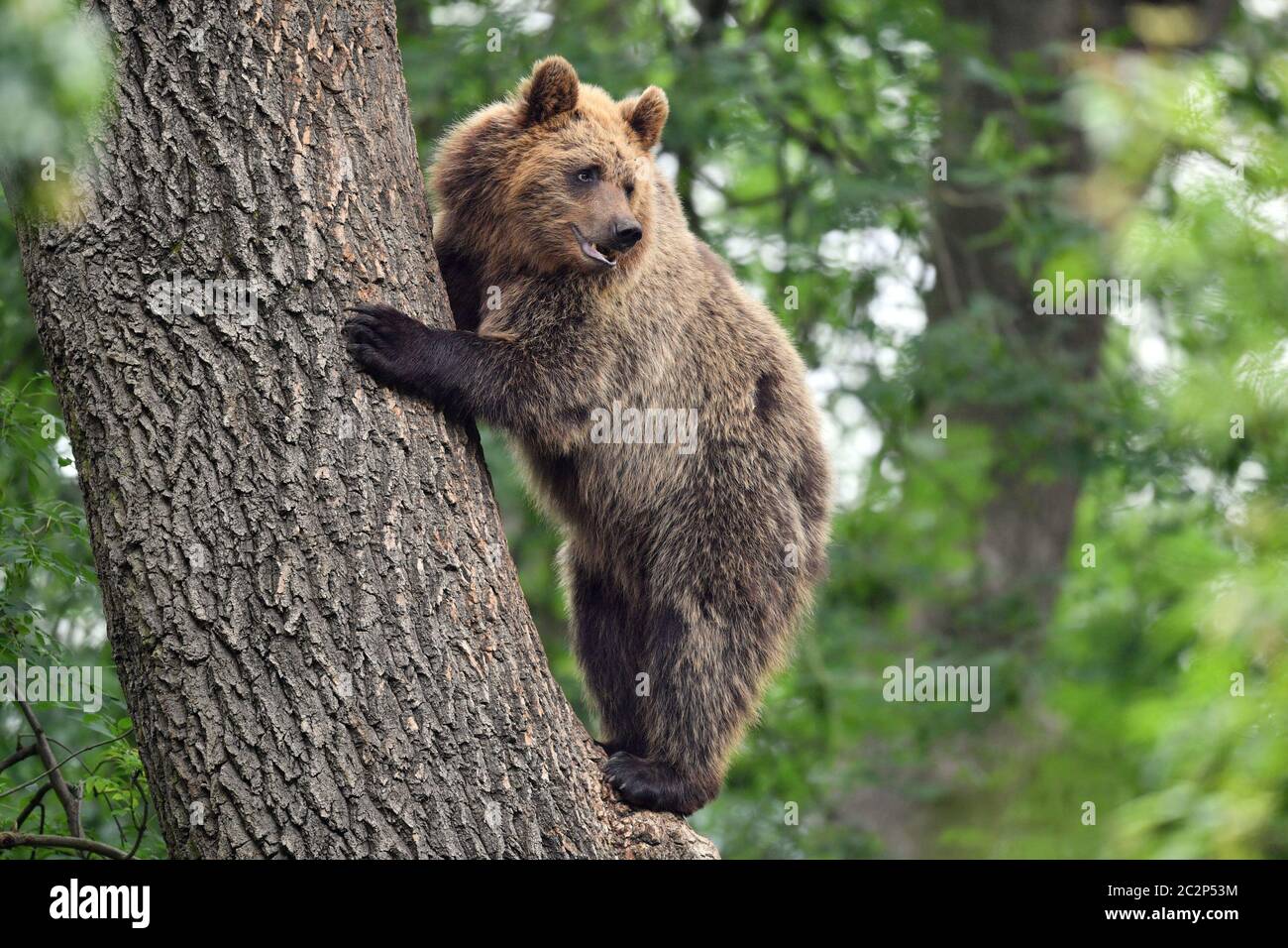 Ein Bär klettert als vier europäische Braunbären und fünf graue Wölfe auf einen Baum, die zum ersten Mal in Bear Wood, einem neuen Gehege im Bristol Zoo's Wild Place Projekt, in britischen Wäldern zusammenleben. Stockfoto
