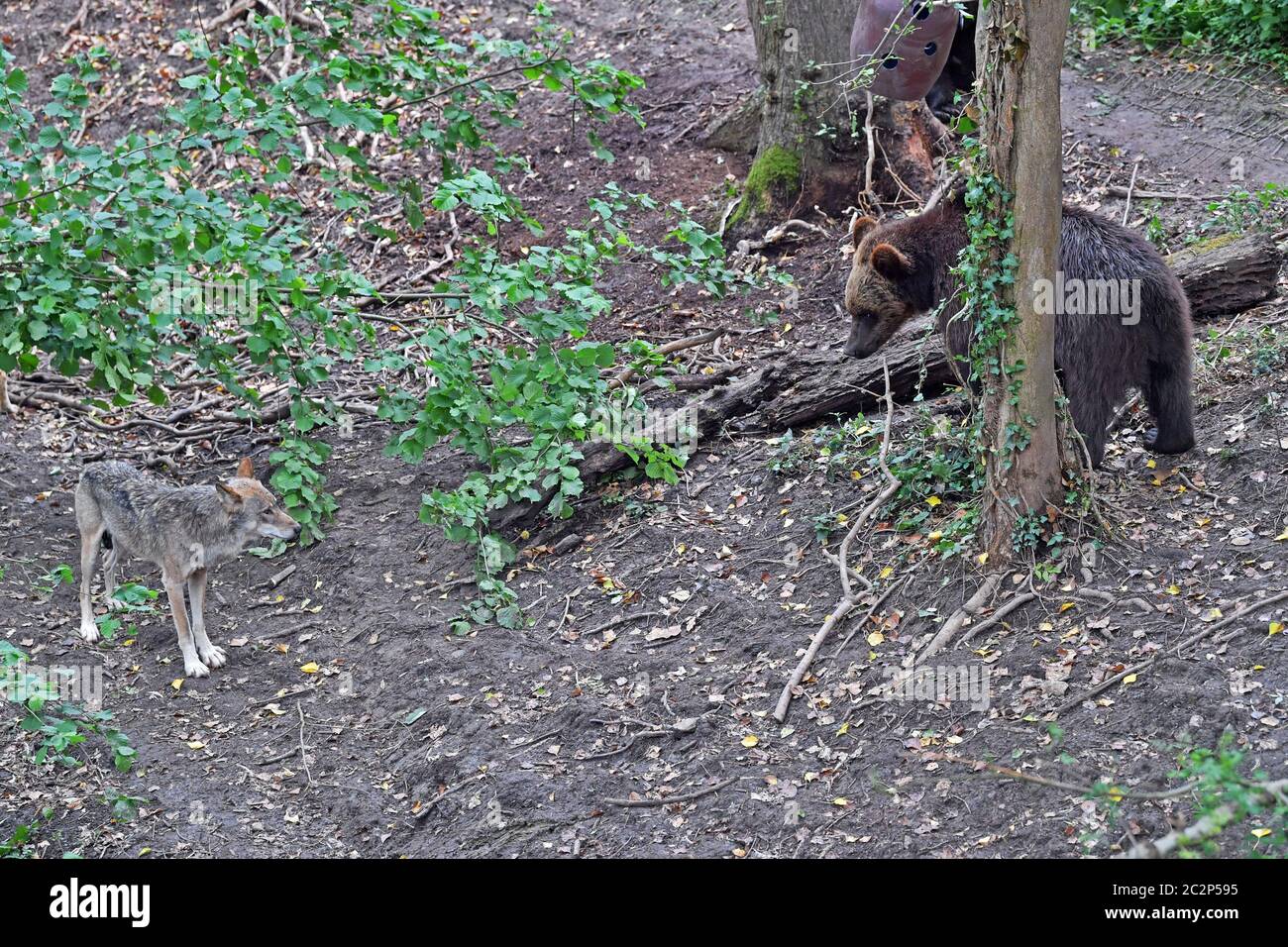 Vier europäische Braunbären und fünf graue Wölfe, die erstmals in Bear Wood, einem neuen Gehege im Wild Place-Projekt des Bristol Zoos, in britischen Wäldern zusammenleben. Stockfoto