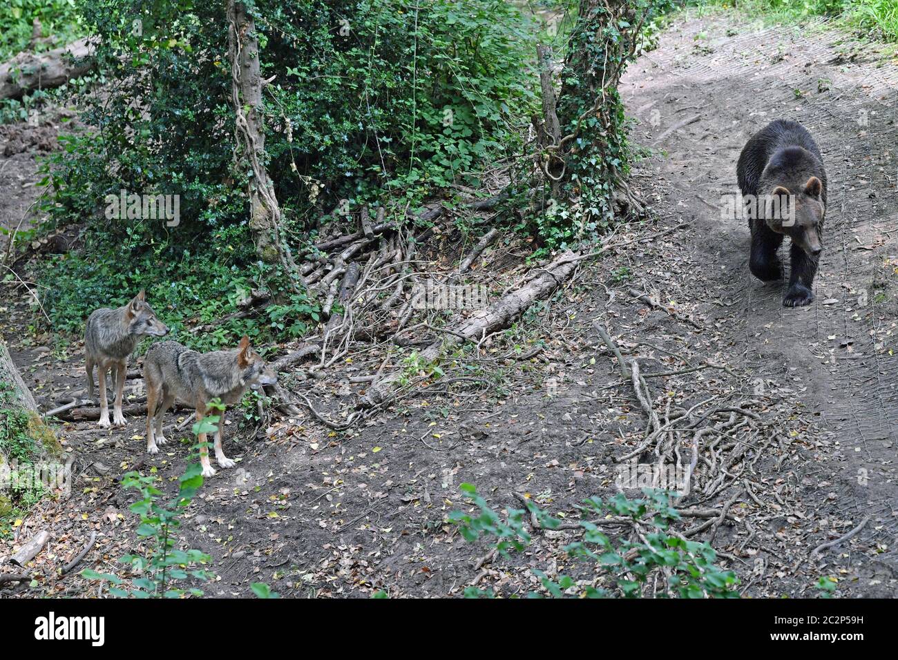 Vier europäische Braunbären und fünf graue Wölfe, die erstmals in Bear Wood, einem neuen Gehege im Wild Place-Projekt des Bristol Zoos, in britischen Wäldern zusammenleben. Stockfoto