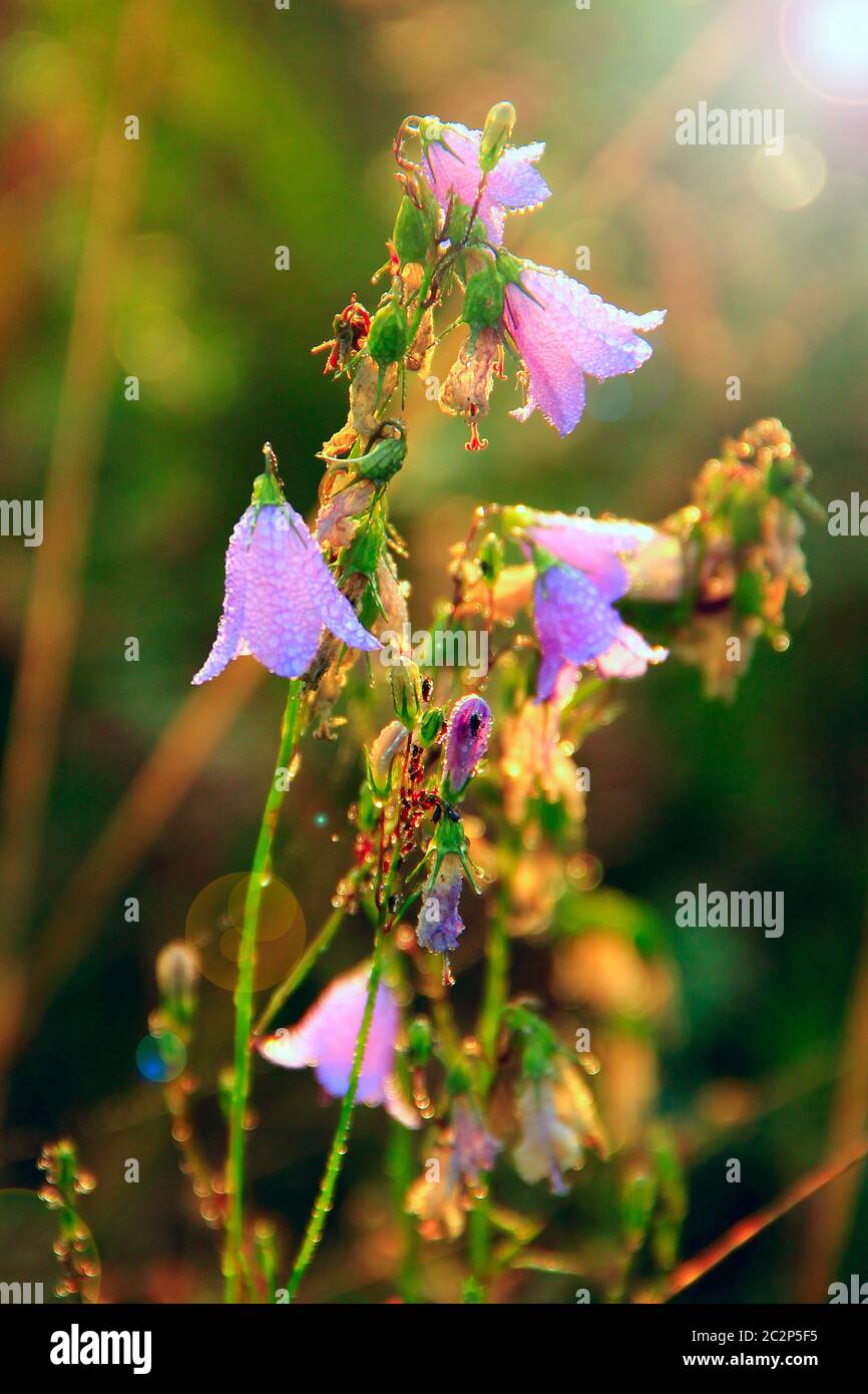 Bluebells in der Dämmerung in Strahlen der aufgehenden Sonne. Schöne lila Blüten von Bluebells in Sonnenleuchten. Morgen Stockfoto
