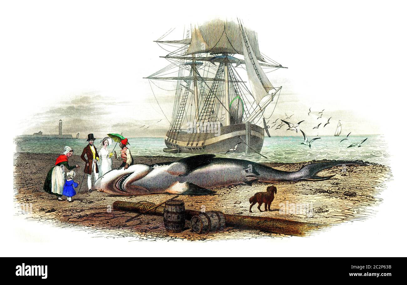 Der Hai, Vintage gravierte Illustration. Naturgeschichte aus Lacepede. Stockfoto