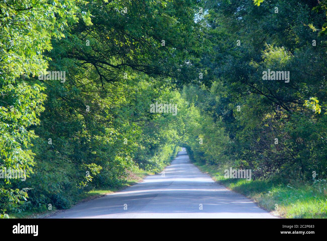 Asphaltierte Straße und grüne Straßenränder mit Büschen. Natürlicher Bogen von grünen Bäumen neben Straße Stockfoto