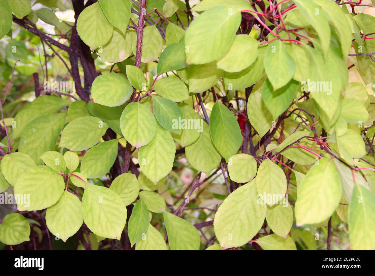 Schizandra verzweigt sich auf Liana. Grüne Blätter von schisandra auf Zweigen. Schisandra Dickicht ohne Fr. Stockfoto