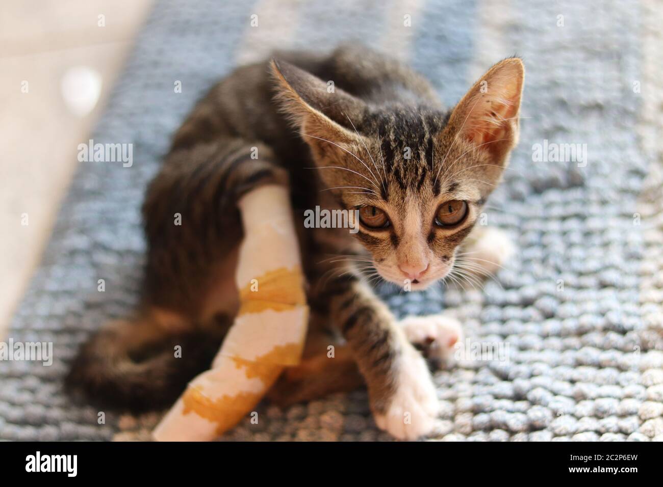 Neu gerettete schüchterne streunende Katze zeigt Konzept der Freundlichkeit und Förderung des Tierschutzes Stockfoto