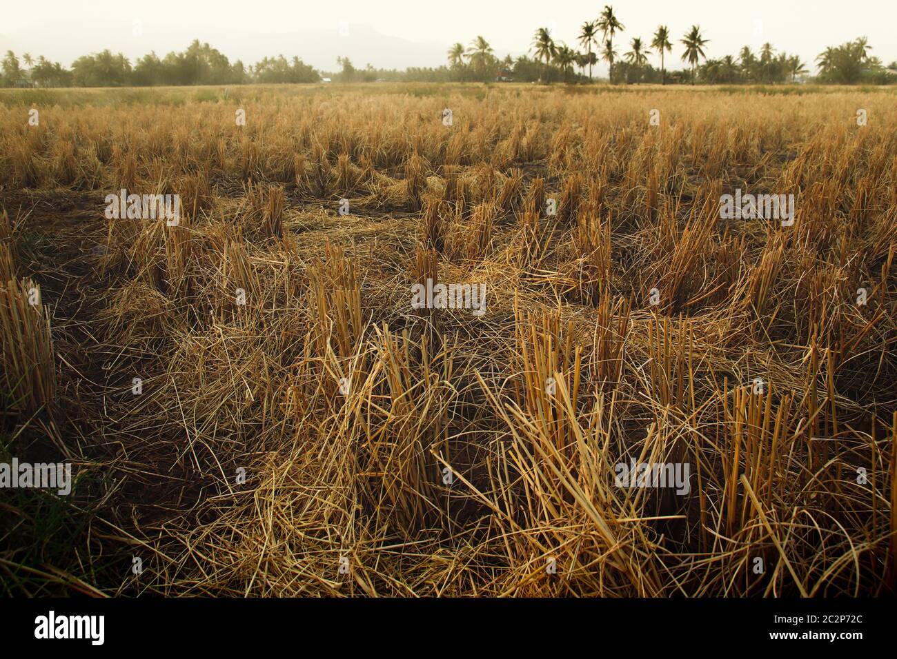 Reisfelder, die durch lange Trockenheit aufgrund des Klimawandels und der globalen Erwärmung verwüstet wurden Stockfoto