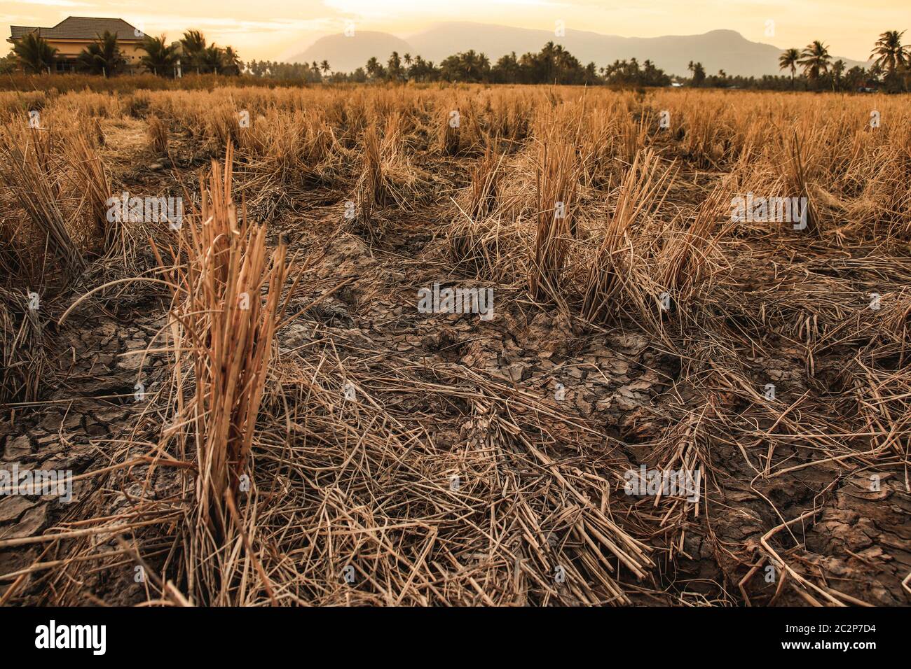 Reisfelder, die durch lange Trockenheit aufgrund des Klimawandels und der globalen Erwärmung verwüstet wurden Stockfoto