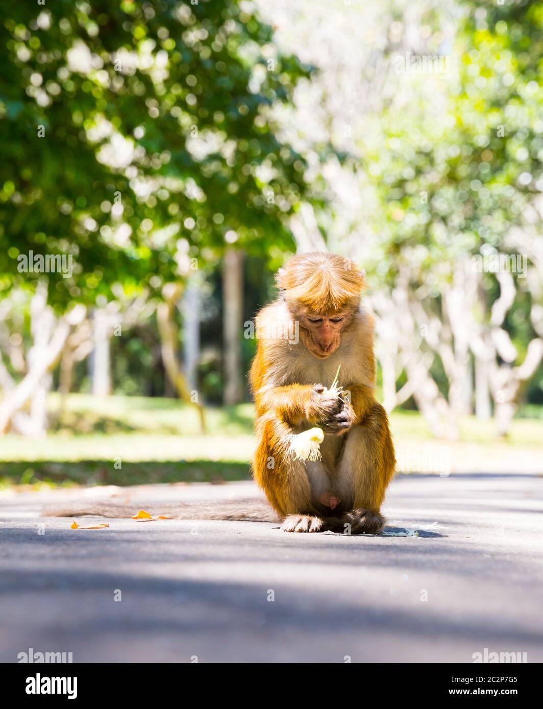 Affe in tropischen Fauna auf Ceylon, junge Makaken. Widlife Szene, Asien Stockfoto